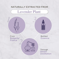 Plant of Life - 4oz Essential Oil