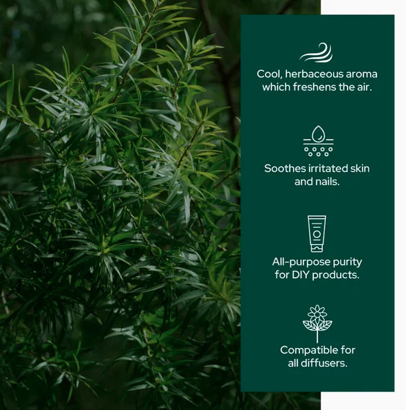 Plant of Life - 4oz Essential Oil